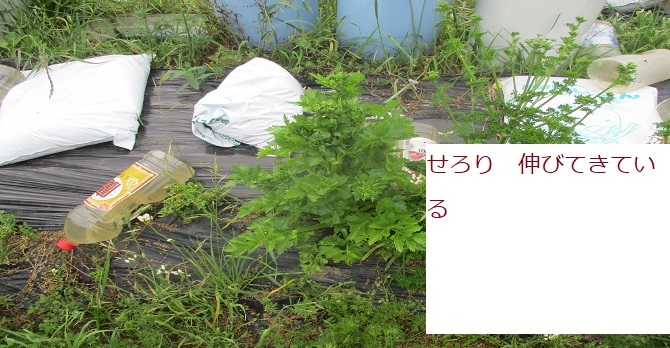 05月21日 セロリ 花芽ついてきている おおきく伸びてきている 調味料 お勉強 その 01 はた坊のブログ 家庭菜園を始めて17年目になりました 楽天ブログ