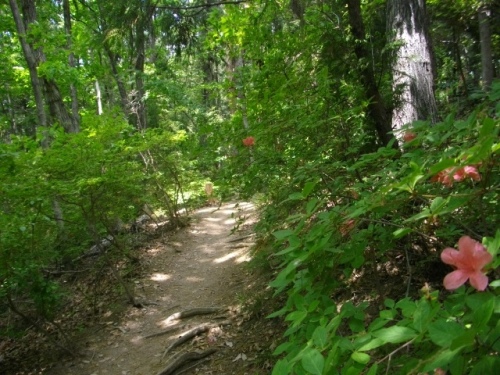 鐘撞堂山登山道 (3).JPG