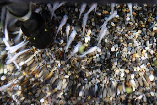 20160327 白メダカ.jpg