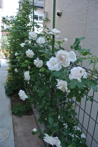 DSC_3930.JPG