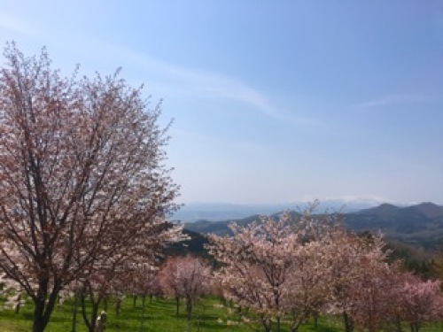 桜峠1.jpg
