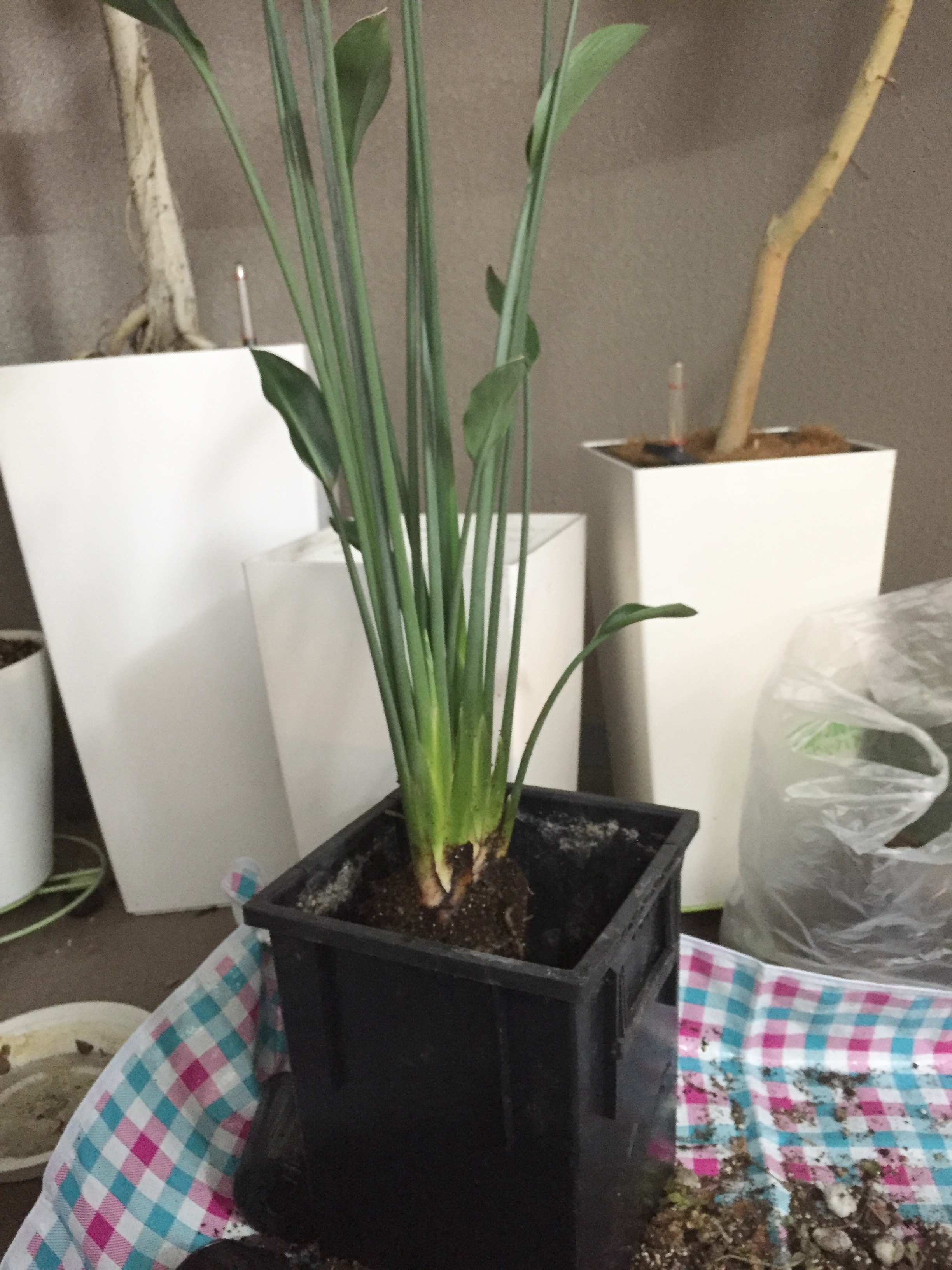 観葉植物 ストレリチア の植え替え セルフリノベとモノクローム 楽天ブログ