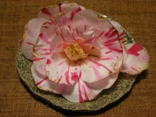 DSCN6842 (300x225).jpg