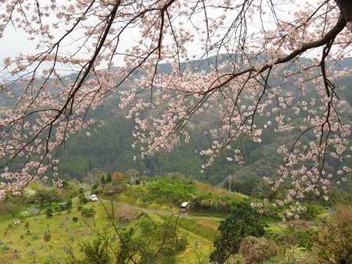 桜＆山2748.jpg