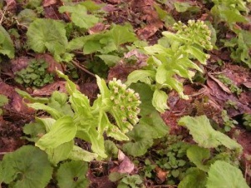 DSCN6576 (300x225).jpg