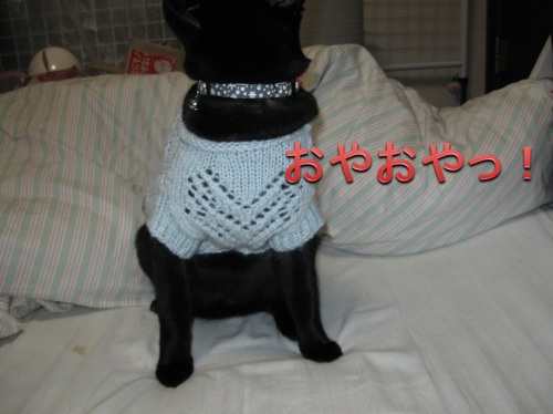 猫のセーター11.jpg