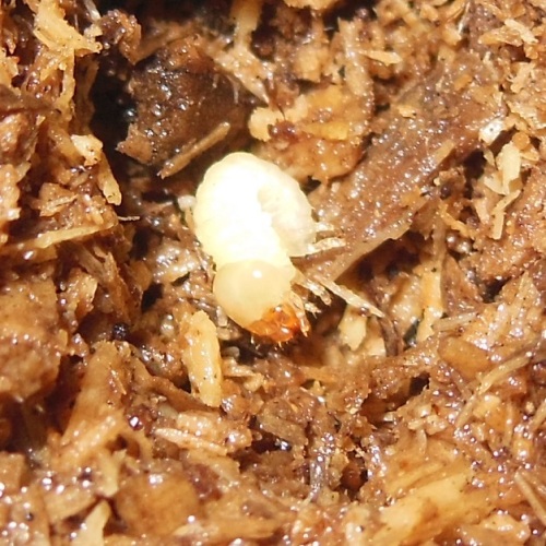 hB4Cγ-02-02 (3).JPG