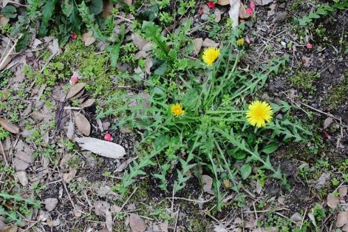 20160403 タンポポ.jpg