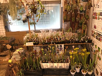 ボーダーブレイクでした 僕の食虫植物日記 楽天ブログ