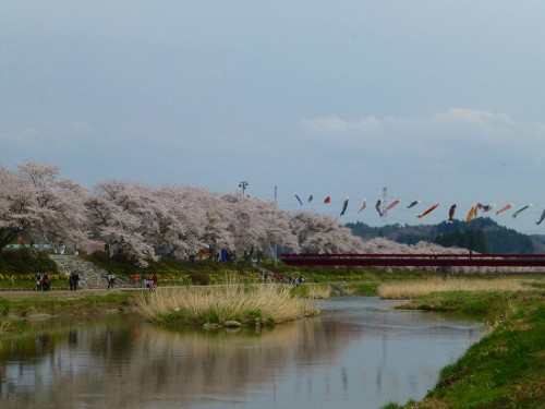 夏井千本桜_2014_04_28_08.jpg