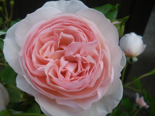 IMGP1558.JPG