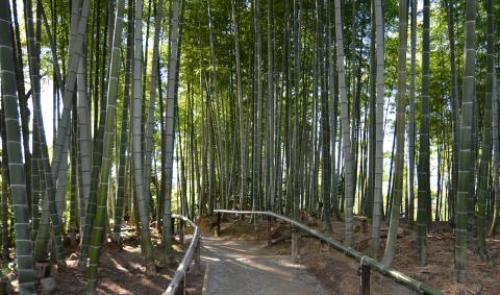 pict-高台寺 37.jpg