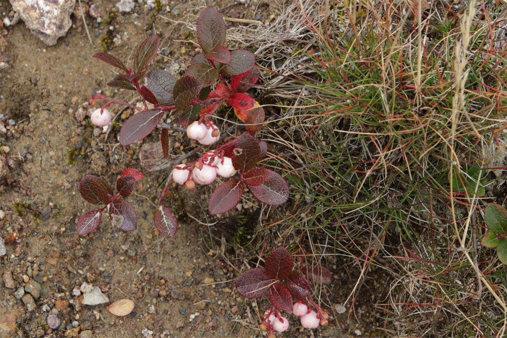 Yakedake2017092334.JPG