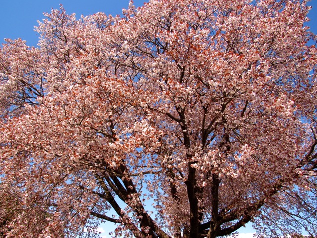 新 緑仙の日々是好日 桜紀行４ 偕楽園の左近の桜 新 緑仙の日々是好日 楽天ブログ