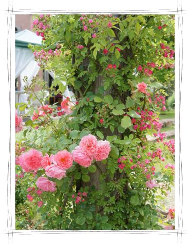 花フェスタ記念公園　岐阜　可児　バラ