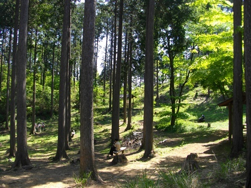 奥高尾縦走路高尾山明治の森.JPG