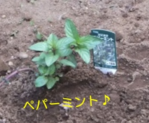 20130603_6.jpg