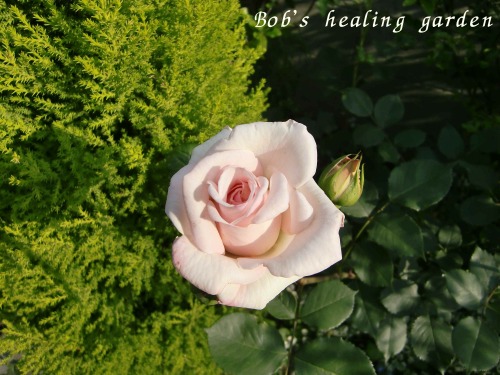 CIMG0951.JPG