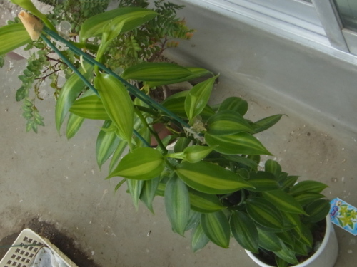 成長が進むラン科のつる性植物のバニラ ユーチャンのブログ