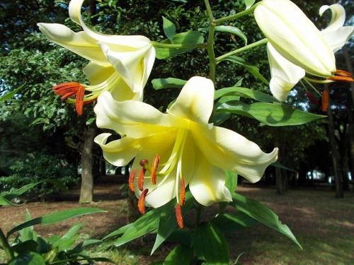 s-c0499.jpg