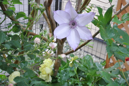 DSC_4157.JPG