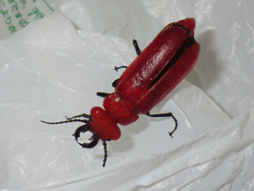 ヒラズゲンセイ