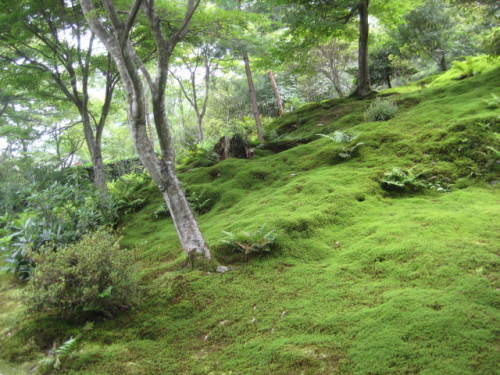 天竜寺の苔