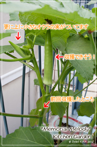 丸オクラ栽培 家庭菜園 水耕栽培 120728okura3.jpg