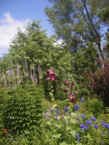 IMGP0060 (480x640).jpg