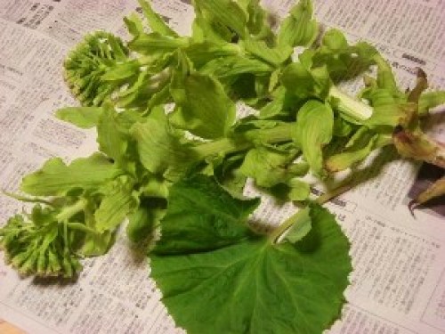 DSCN7179 (300x225).jpg