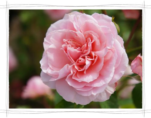 花フェスタ記念公園　岐阜　可児　バラ