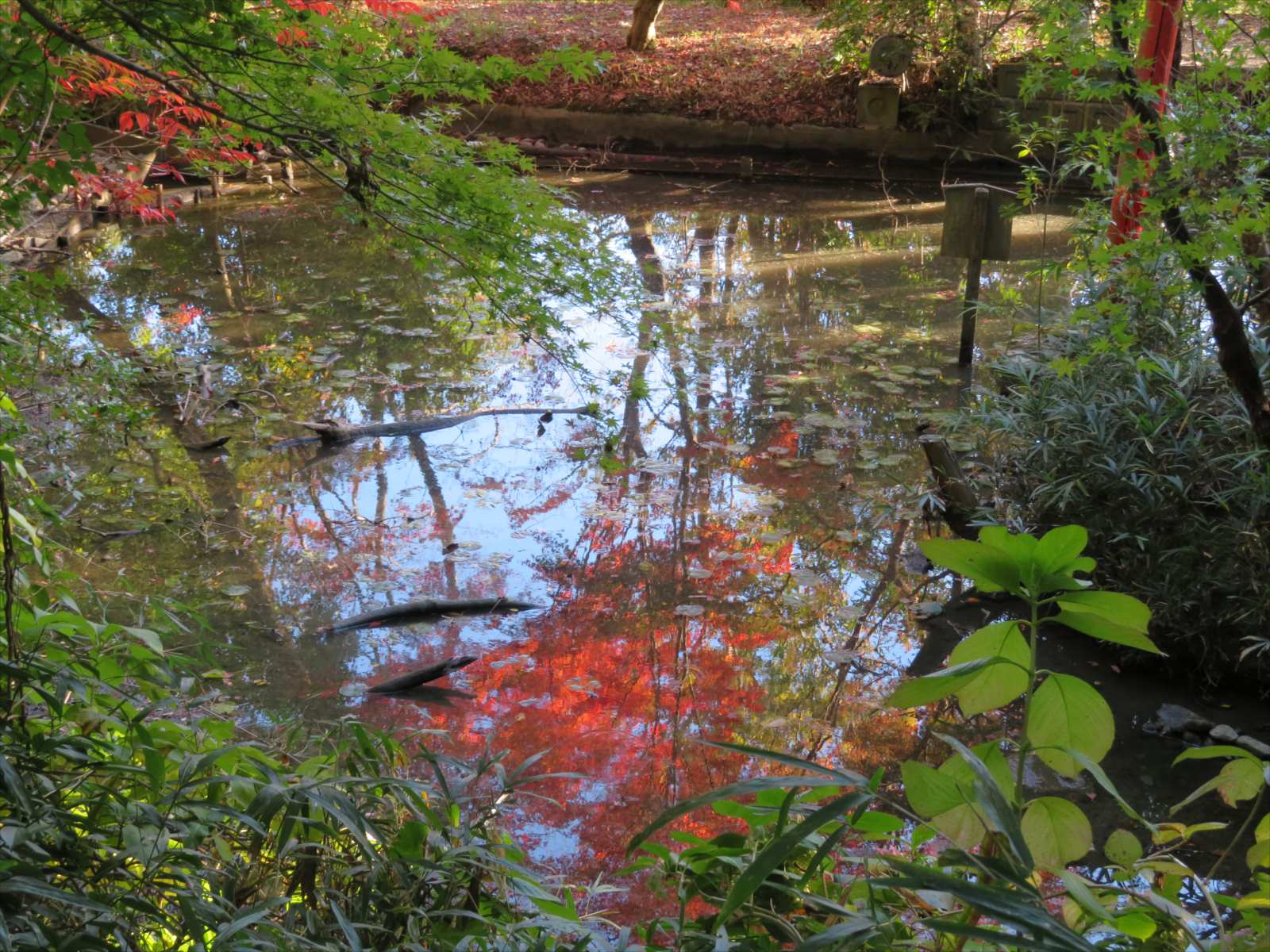 吉田神社の紅葉 11月日 ニンニク父さんのブログ 楽天ブログ