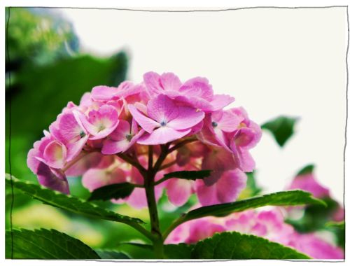 稲沢あじさいまつり 大塚性海寺歴史公園・性海寺