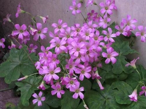 ｶﾀﾊﾞﾐ120519.JPG