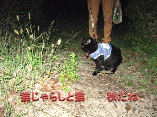 チャン22.jpg