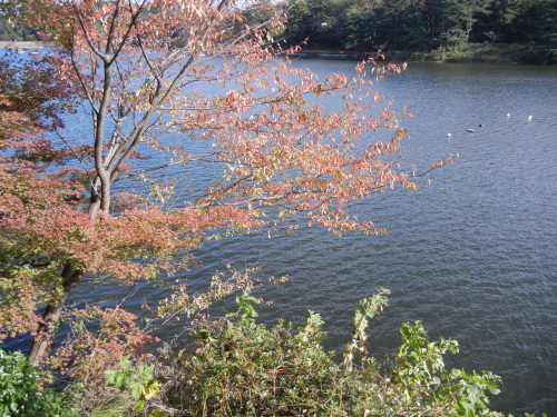 121103湖畔N484.jpg