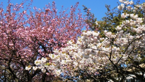 八重桜-7.JPG