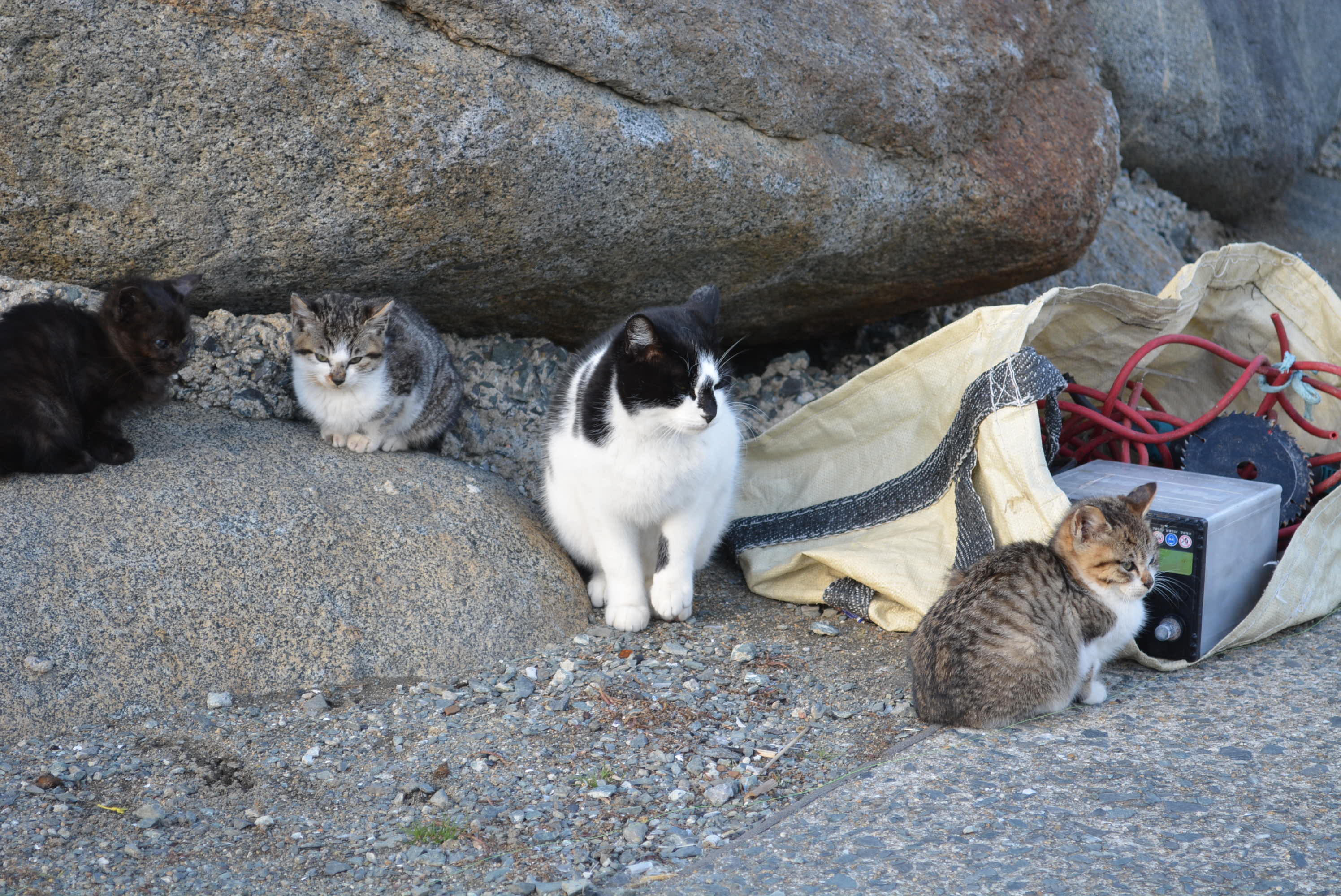 大みそかの漁港の猫 ゴマ兄弟 サバ ダイヤ ボス アメンボの日記 楽天ブログ