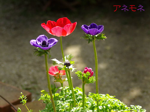 アネモネ.jpg