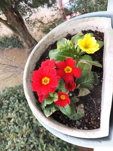 花.jpg