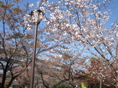 ８写真　桜2 (360x270).jpg