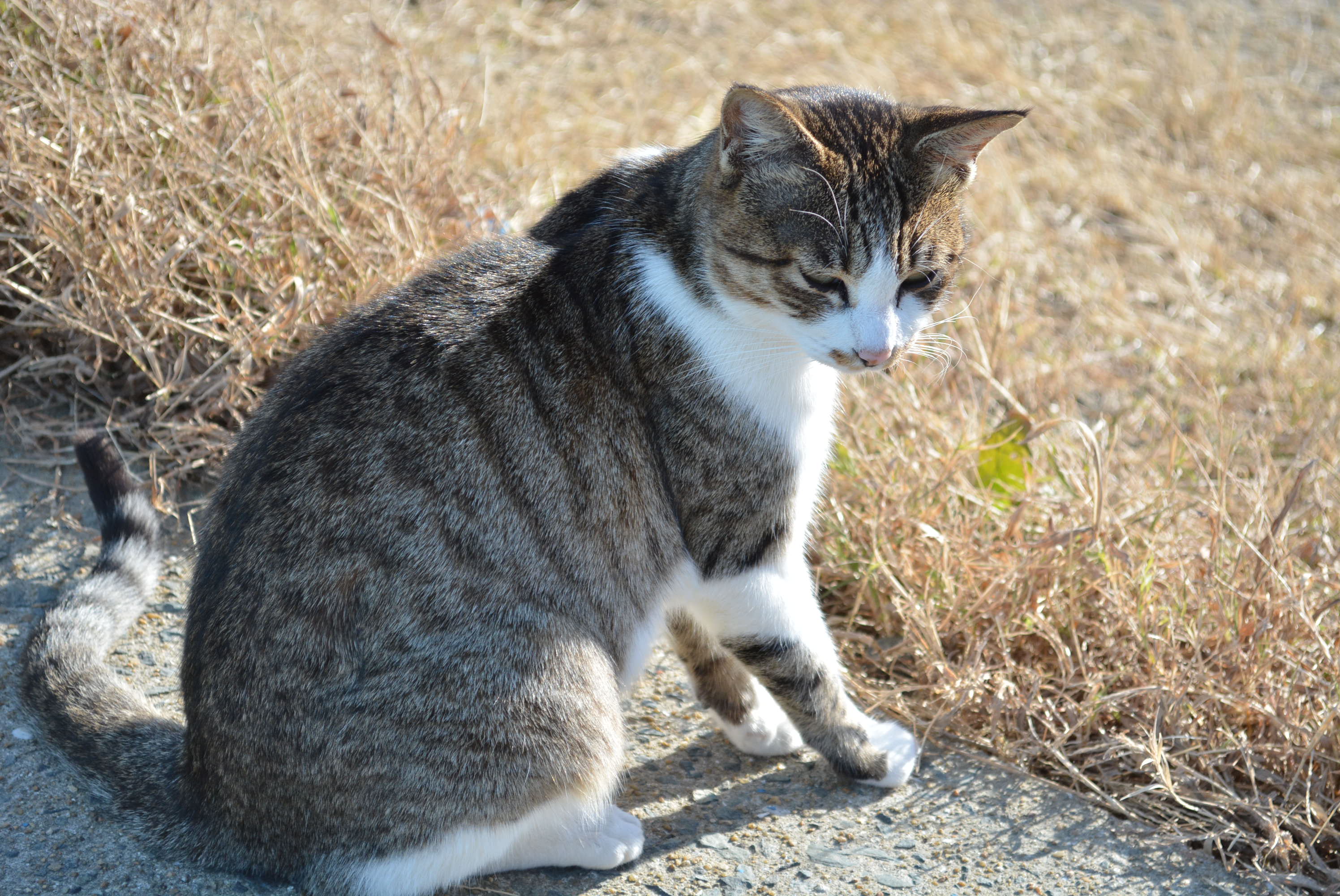 12月17日の駐車場の猫２ キジ白 灰白 アメンボの日記 楽天ブログ