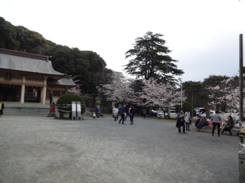 3.2016年桜 西公園  (8).JPG