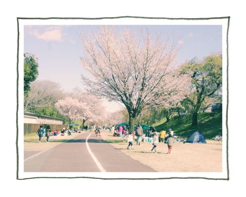 木曽三川公園　138タワーパーク　桜