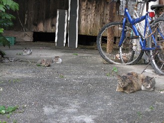 外猫　2012.07.09 016.jpgブログ.jpg