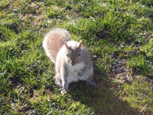 20120404ナイアガラのリス.jpg
