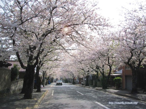 Roadside Cherry trees in Japan02.jpg