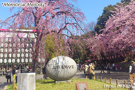 上野公園,大寒桜,sakura_ueno01.jpg