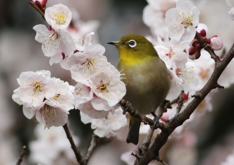 豊後梅とめじろ Nature Photo By Happy 楽天ブログ