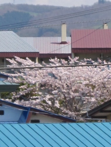 2014桜03.JPG